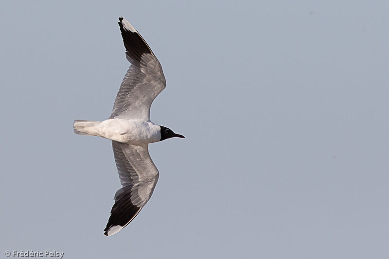 Brown-hooded Gull, Flight
