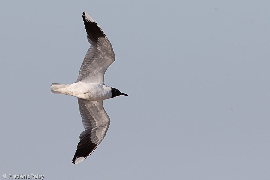 Mouette de Patagonie, Vol