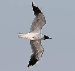 Mouette de Patagonie