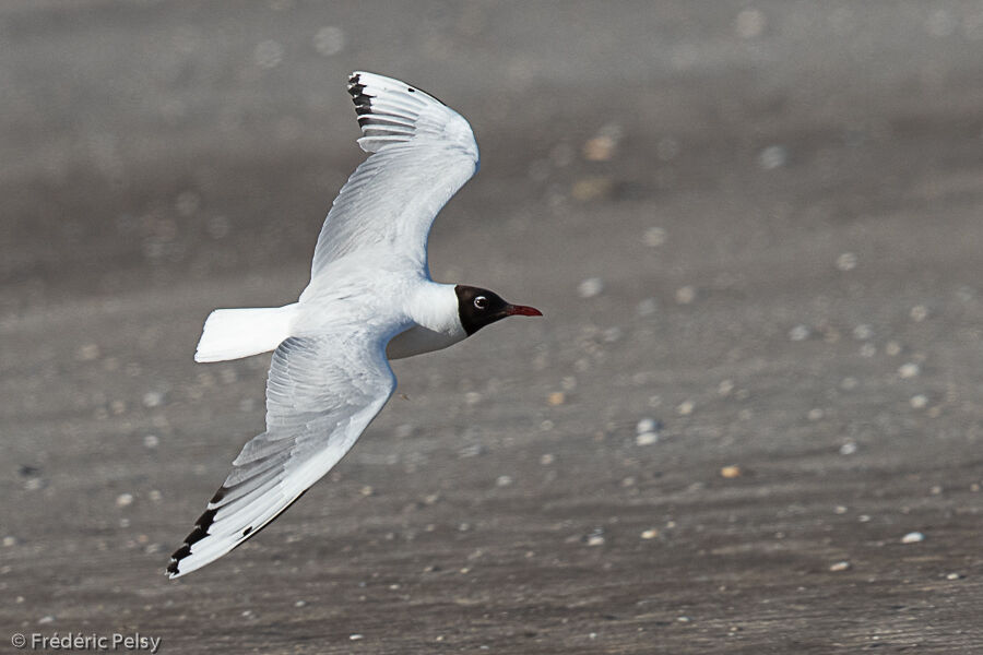 Brown-hooded Gull