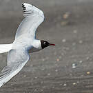 Mouette de Patagonie