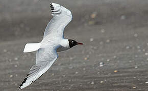 Mouette de Patagonie