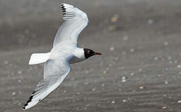 Mouette de Patagonie