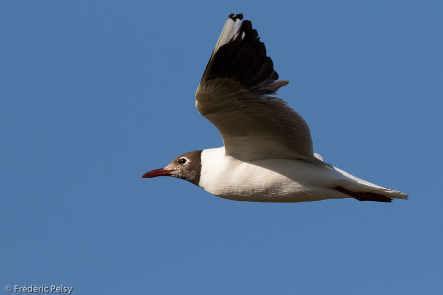 Mouette de Patagonie, Vol