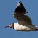 Mouette de Patagonie