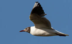 Mouette de Patagonie