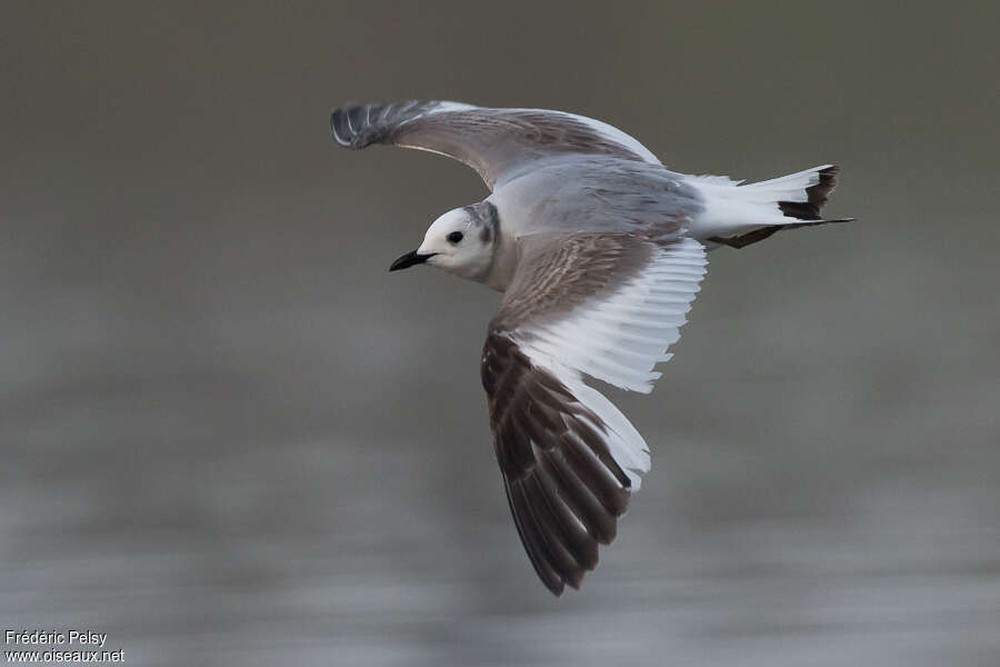 Sabine's GullSecond year, pigmentation, Flight