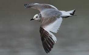 Sabine's Gull