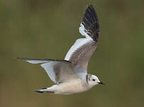 Mouette de Sabine