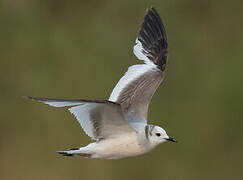 Sabine's Gull