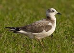 Mouette de Sabine