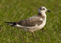 Sabine's Gull