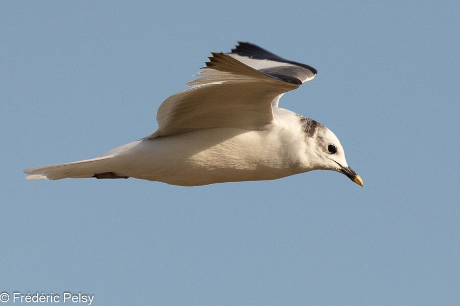 Mouette de Sabineadulte, Vol