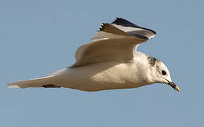 Sabine's Gull