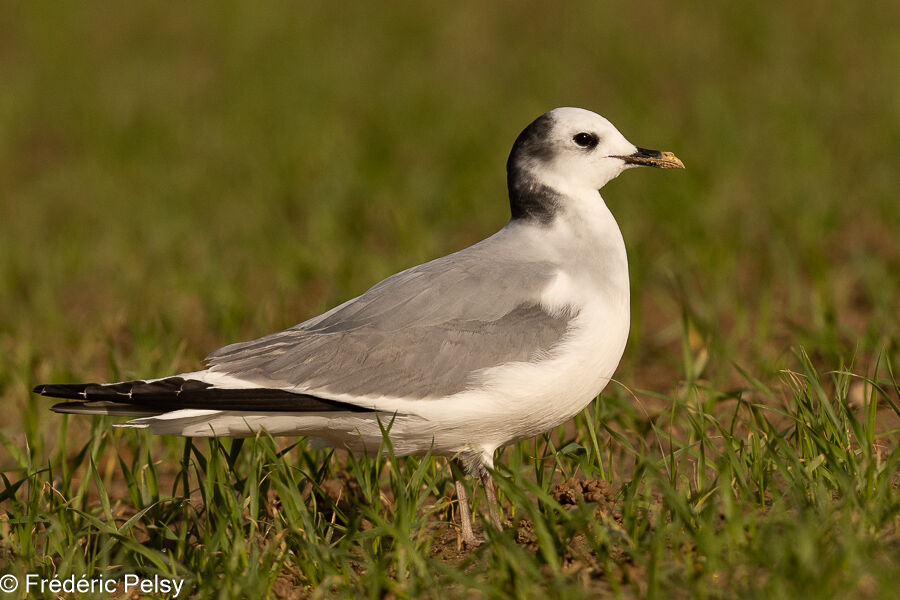 Mouette de Sabineadulte