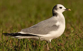 Sabine's Gull