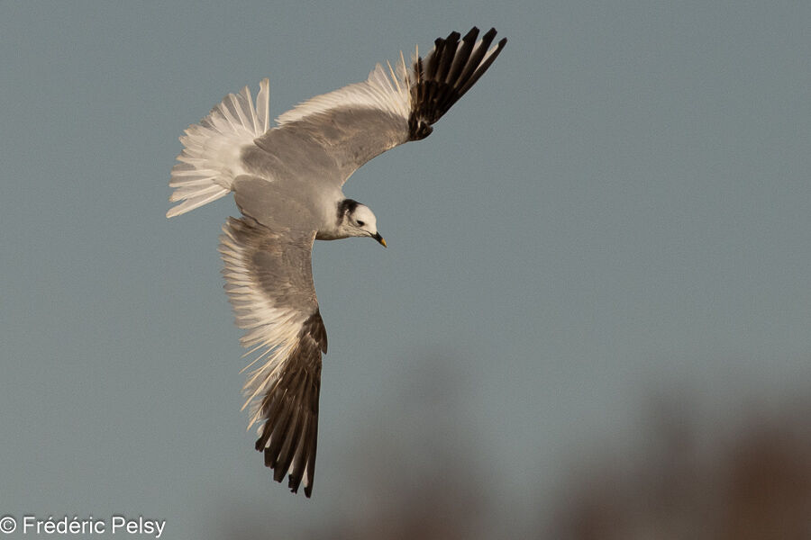 Mouette de Sabineadulte, Vol