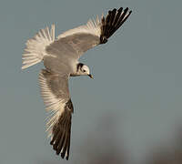 Mouette de Sabine