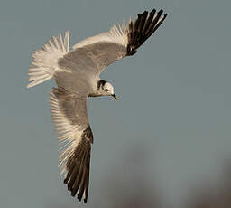 Mouette de Sabine