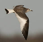 Mouette de Sabine