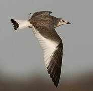 Sabine's Gull