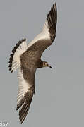 Mouette de Sabine