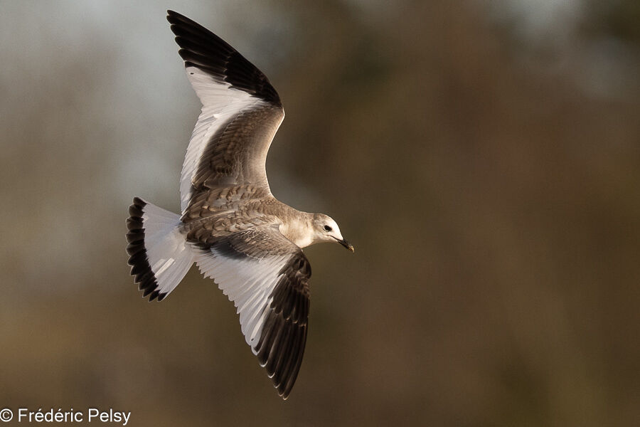 Mouette de Sabine1ère année, Vol