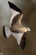 Mouette de Sabine