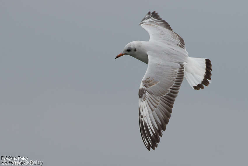 Brown-headed GullSecond year, aspect, pigmentation, Flight