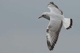 Brown-headed Gull