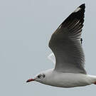 Mouette du Tibet