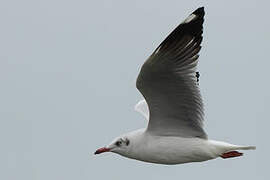 Mouette du Tibet