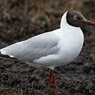 Mouette du Tibet