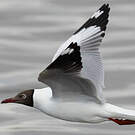Mouette du Tibet