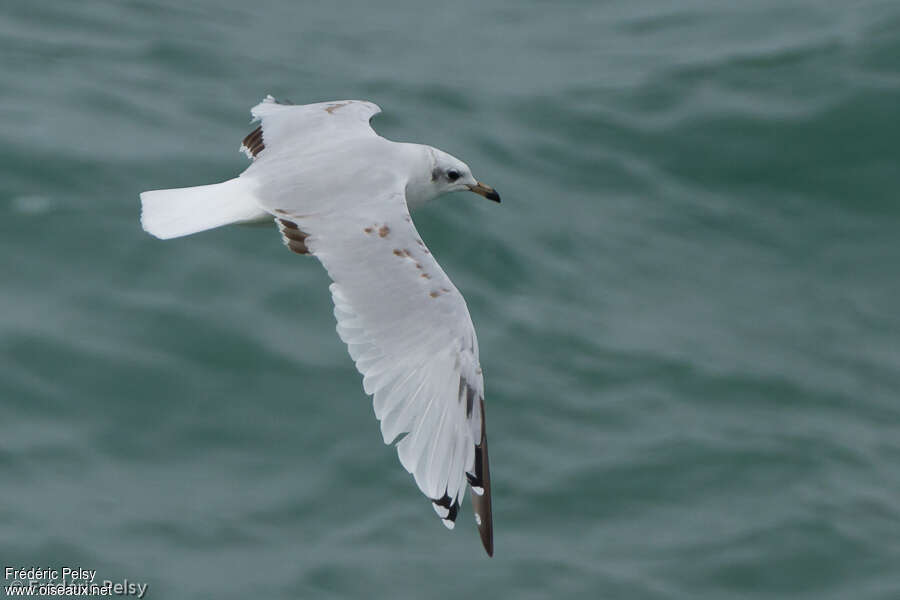 Mouette mélanocéphale2ème année, mue, Vol