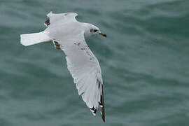 Mouette mélanocéphale