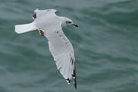 Mouette mélanocéphale