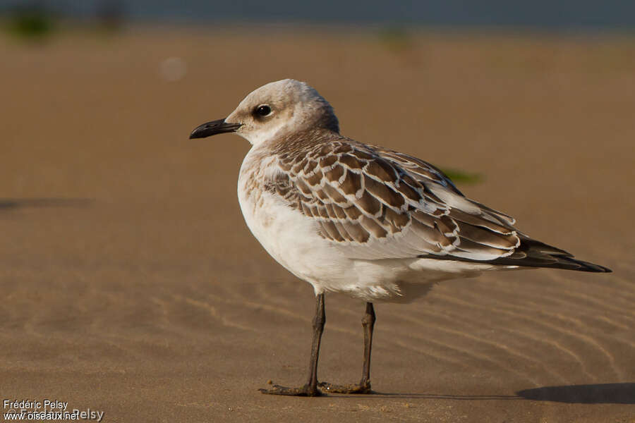 Mediterranean Gulljuvenile, identification