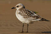 Mouette mélanocéphale