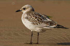 Mediterranean Gull