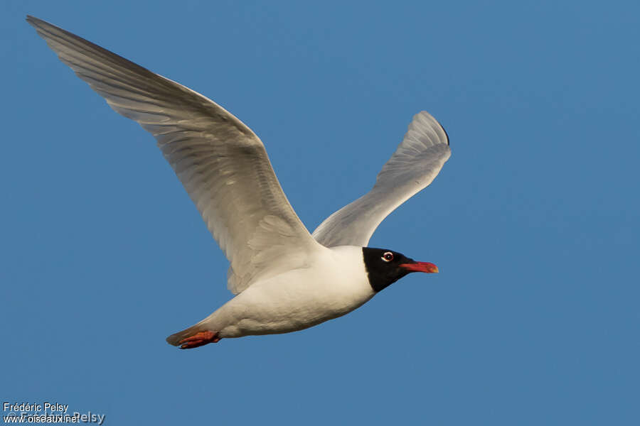 Mouette mélanocéphaleadulte nuptial, Vol