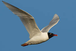 Mediterranean Gull