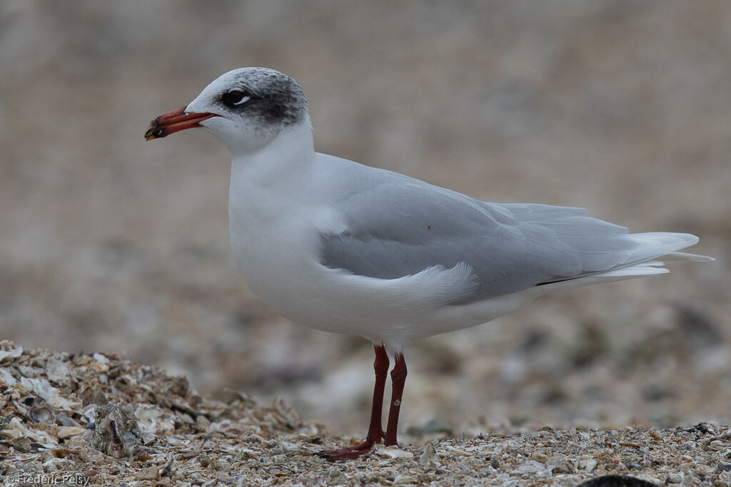 Mouette mélanocéphaleadulte internuptial