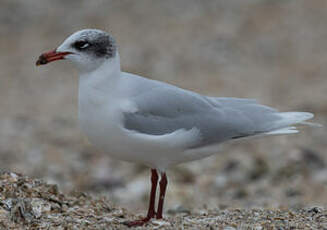 Mouette mélanocéphale