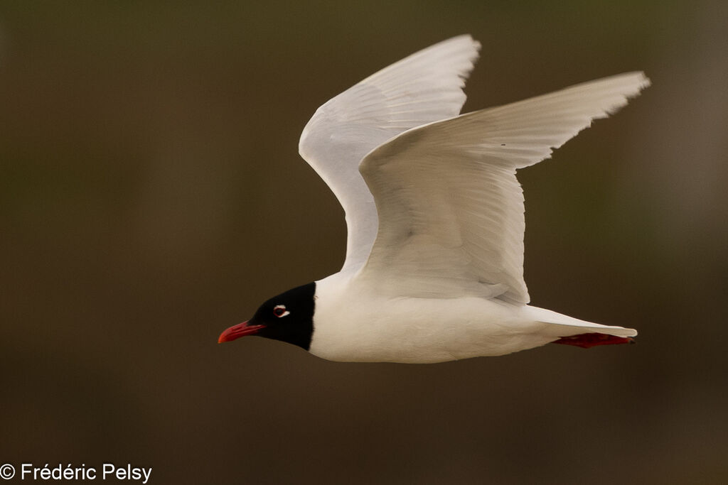 Mouette mélanocéphaleadulte, Vol