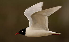 Mediterranean Gull