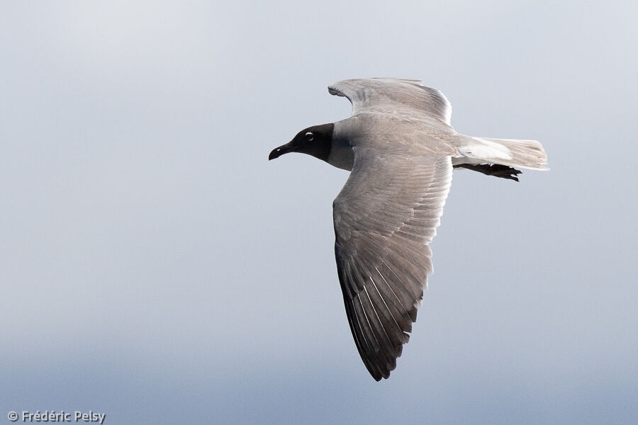 Mouette obscure, Vol