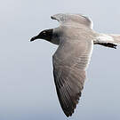 Mouette obscure