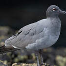Mouette obscure