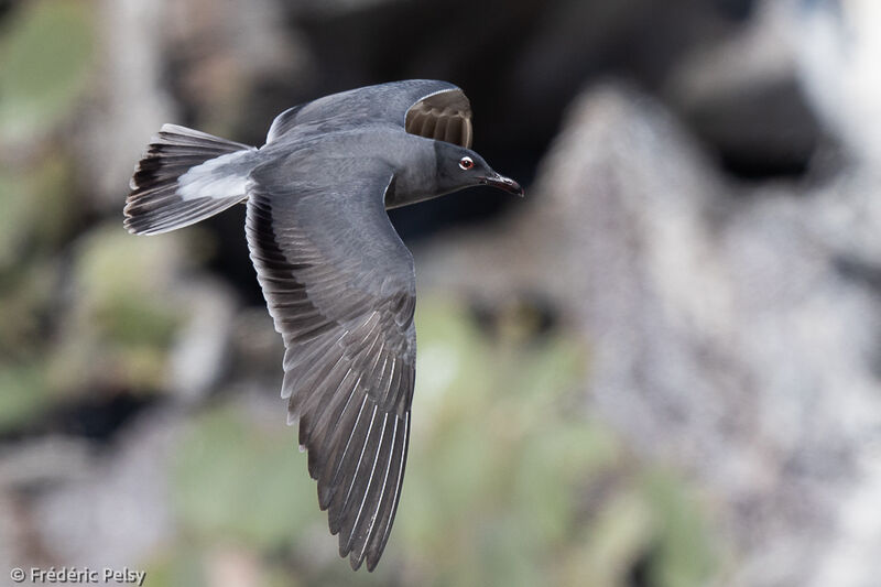 Lava Gull, Flight